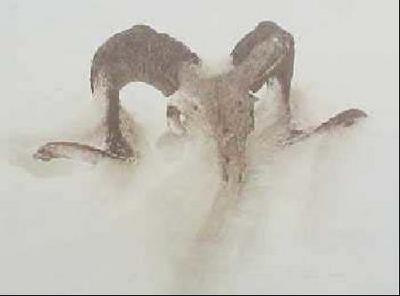 Sheep Skull In Drift- Signed By The Artist								 – Paper Lithograph
								 – Limited Edition
								 – 1500 S/N
								 – 
								12 1/2 x 17