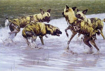 After The Rains- Signed By The Artist								 – Canvas Giclee
								 – Limited Edition
								 – 175 S/N
								 – 
								15 x 22