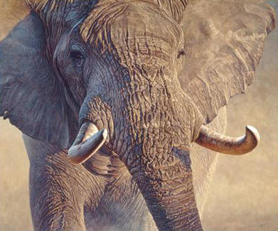 Big Ivory- Signed By The Artist								 – Canvas Giclee
								 – Limited Edition
								 – 175 S/N
								 – 
								33 x 40