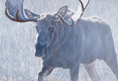 Bull Of The Woods- Signed By The Artist								 – Canvas Giclee
								 – Limited Edition
								 – 75 S/N
								 – 
								46 x 66