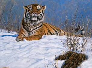 Siberian Tiger- Signed By The Artist								 – Canvas Giclee
								 – Limited Edition
								 – 350 S/N
								 – 
								11 x 14