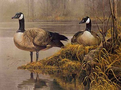 Canada Geese – Nesting- Signed By The Artist								 – Paper Lithograph
								 – Limited Edition
								 – 950 S/N
								 – 
								24 x 31