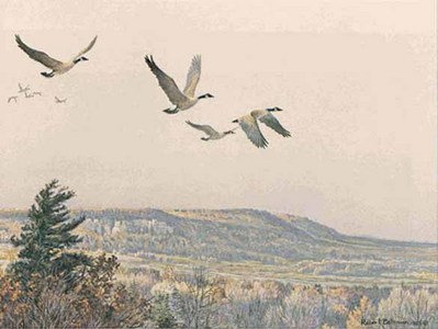 Canada Geese Over The Escarpment- Signed By The Artist								 – Paper Lithograph
								 – Limited Edition
								 – 950 S/N
								 – 
								8 1/4 x 11 5/8