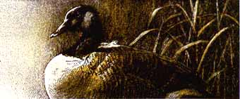 Canada Goose- Signed By The Artist								 – Paper Lithograph
								 – Limited Edition
								 – 350 S/N
								 – 
								3 x 7
