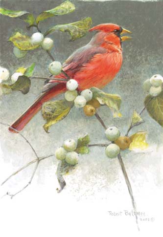 Cardinal And Snowberries- Signed By The Artist								 – Canvas Lithograph
								 – Limited Edition
								 – 76 A/P
								 – 
								7 x 5