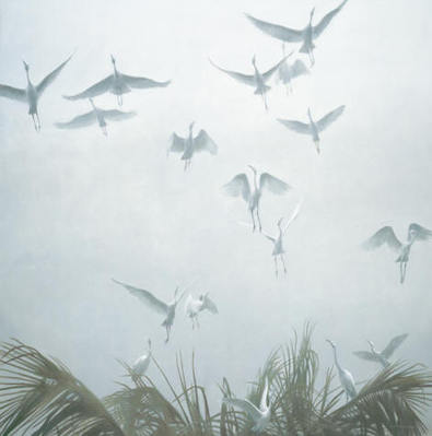 Egrets Of The Sacred Grove- Signed By The Artist								 – Canvas Giclee
								 – Limited Edition
								 – 99 S/N
								 – 
								44 x 44
