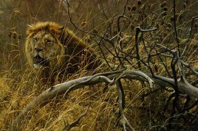 Encounter In The Bush – African Lions- Signed By The Artist								 – Paper Lithograph
								 – Limited Edition
								 – 950 S/N
								 – 
								19 1/4 x 29 1/2