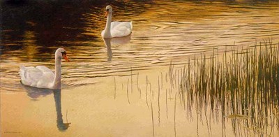 Evening Idyll – Mute Swans- Signed By The Artist								 – Paper Lithograph
								 – Limited Edition
								 – 950 S/N
								 – 
								15 3/4 x 30 1/2