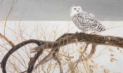 Fallen Willow – Snowy Owl- Signed By The Artist								 – Paper Lithograph
								 – Limited Edition
								 – 950 S/N
								 – 
								20 1/2 x 33 1/2