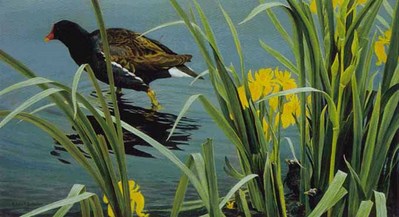 Gallinule Family- Signed By The Artist								 – Paper Lithograph
								 – Limited Edition
								 – 950 S/N
								 – 
								16 x 27