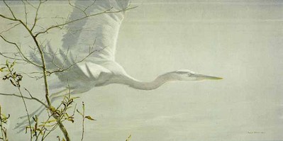Great Blue Heron In Flight- Signed By The Artist								 – Paper Lithograph
								 – Limited Edition
								 – 950 S/N
								 – 
								16 5/8 x 33 1/4