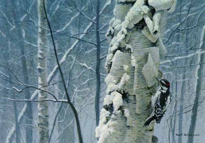 Hairy Woodpecker On Birch- Signed By The Artist								 – Paper Lithograph
								 – Limited Edition
								 – 4500 S/N
								 – 
								11 7/8 x 17