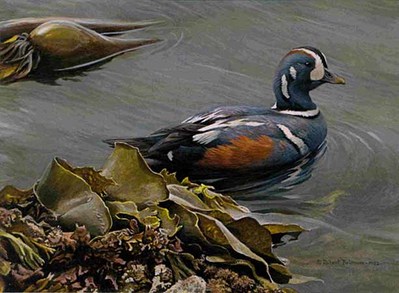 Harlequin Duck – Bull Kelp – Executive Edition- Signed By The Artist								 – Paper Lithograph
								 – Limited Edition
								 – 623 S/N
								 – 
								6 1/2 x 9								
								 –