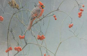Highbush Cranberries – Cardinal- Signed By The Artist								 – Paper Lithograph
								 – Limited Edition
								 – 950 S/N
								 – 
								9 x 13 1/2