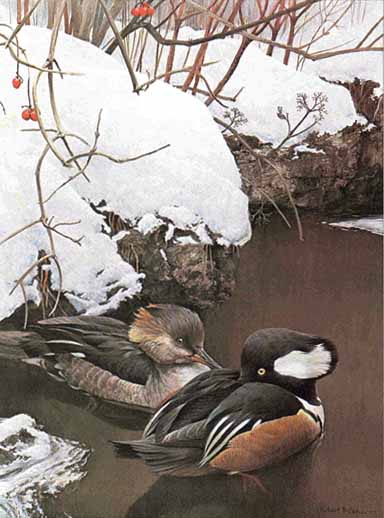 Hooded Mergansers In Winter- Signed By The Artist								 – Paper Lithograph
								 – Limited Edition
								 – 950 S/N
								 – 
								22 x 16 1/2