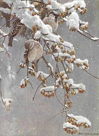 House Sparrows And Bittersweet- Signed By The Artist								 – Paper Lithograph
								 – Limited Edition
								 – 950 S/N
								 – 
								15 1/4 x 11 1/4								
								 –