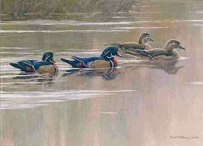 Hurricane Lake – Wood Ducks- Signed By The Artist								 – Paper Lithograph
								 – Limited Edition
								 – 8855 S/N
								 – 
								6 1/2 x 9