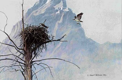 In The Mountains – Osprey- Signed By The Artist								 – Paper Lithograph
								 – Limited Edition
								 – 56 P/P
								 – 
								7 1/2 x 10 7/8