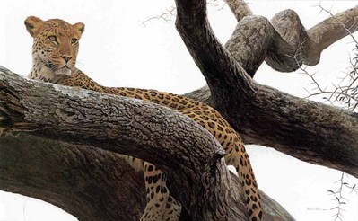 Leopard At Seronera- Signed By The Artist								 – Paper Lithograph
								 – Limited Edition
								 – 56 A/P
								 – 
								12 7/8 x 19 1/2