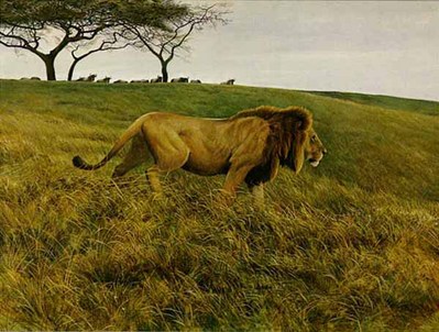 Lion And Wildebeest- Signed By The Artist								 – Paper Lithograph
								 – Limited Edition
								 – 950 S/N
								 – 
								20 3/4 x 27 3/4