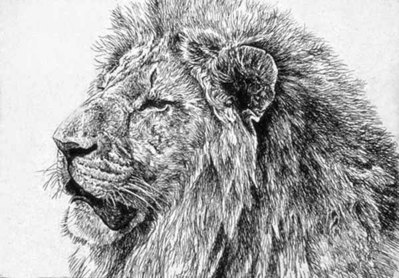 Lion- Signed By The Artist								 – Paper Etching
								 – Limited Edition
								 – S/N
								 – 
								9 x 12								
								 –