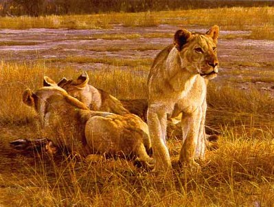 Lions At Dawn- Signed By The Artist								 – Paper Lithograph
								 – Limited Edition
								 – 950 S/N
								 – 
								22 x 29 1/4