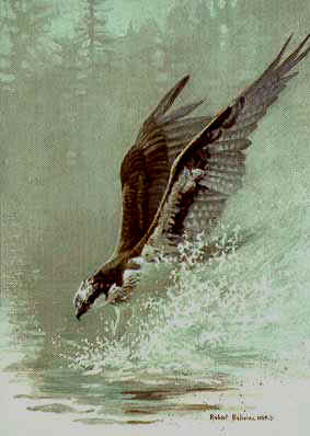 Lunging Osprey- Signed By The Artist								 – Paper Lithograph
								 – Limited Edition
								 – 76 A/P
								 – 
								10 1/4 x 7 3/8