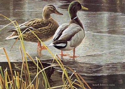 Mallard Pair – Early Winter- Signed By The Artist								 – Paper Lithograph
								 – Limited Edition
								 – 41740 S/N
								 – 
								6 1/4 x 9