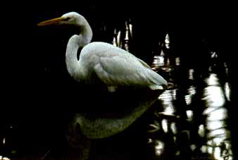 Mangrove Shadow – Common Egret- Signed By The Artist								 – Paper Lithograph
								 – Limited Edition
								 – 1250 S/N
								 – 
								19 1/4 x 26 3/4								
								 –