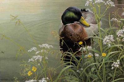 Meadow’s Edge – Mallard- Signed By The Artist								 – Paper Lithograph
								 – Limited Edition
								 – 950 S/N
								 – 
								15 3/4 x 22 3/4								
								 –