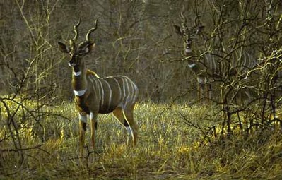 Meru Dusk – Lesser Kudus- Signed By The Artist								 – Paper Lithograph
								 – Limited Edition
								 – 950 S/N
								 – 
								11 3/8 x 17