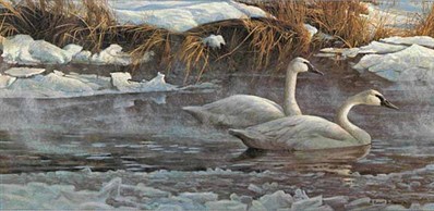 Morning On The River – Trumpeter Swans- Signed By The Artist								 – Paper Lithograph
								 – Limited Edition
								 – 950 S/N
								 – 
								10 1/2 x 20