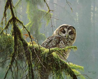 Mossy Branches – Spotted Owl- Signed By The Artist								 – Paper Lithograph
								 – Limited Edition
								 – 4500 S/N
								 – 
								15 x 18 5/8