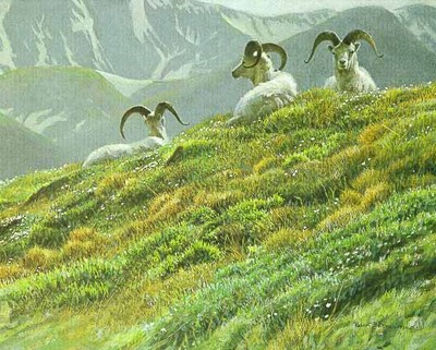Mountain Meadow – Dall Sheep- Signed By The Artist								 – Paper Lithograph
								 – Limited Edition
								 – 950 S/N
								 – 
								12 1/4 x 15 3/8