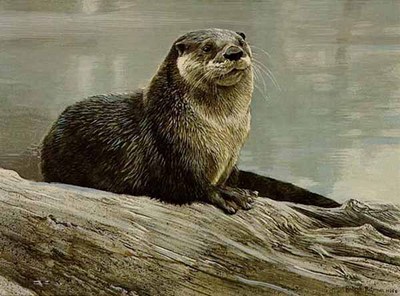 Otter Study- Signed By The Artist								 – Paper Lithograph
								 – Limited Edition
								 – 950 S/N
								 – 
								14 1/4 x 19
