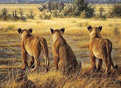 Passing Fancy – Lion Cubs And Rhino- Signed By The Artist								 – Paper Lithograph
								 – Limited Edition
								 – 450 S/N
								 – 
								16 5/8 x 22 3/8								
								 –