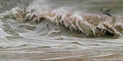 Peregrine And Ruddy Turnstones- Signed By The Artist								 – Paper Lithograph
								 – Limited Edition
								 – 950 S/N
								 – 
								16 1/4 x 31 1/4