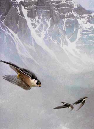 Peregrine Falcon And White-Throated Swifts- Signed By The Artist								 – Paper Lithograph
								 – Limited Edition
								 – 950 S/N
								 – 
								26 3/8 x 20