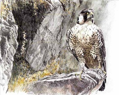Peregrine Falcon On The Cliff- Signed By The Artist								 – Paper Lithograph
								 – Limited Edition
								 – 525 S/N
								 – 
								11 7/8 x 16