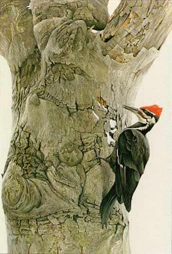Pileated Woodpecker On Beech Tree- Signed By The Artist								 – Paper Lithograph
								 – Limited Edition
								 – 950 S/N
								 – 
								20 x 13 3/4