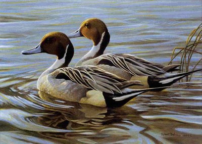 Pintails In Spring – Executive Edition- Signed By The Artist								 – Paper Lithograph
								 – Limited Edition
								 – 532 S/N
								 – 
								6 1/2 x 9