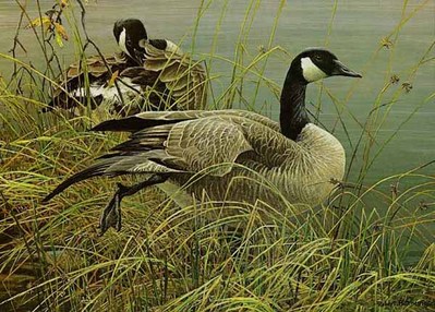 Preening Pair – Canada Geese- Signed By The Artist								 – Paper Lithograph
								 – Limited Edition
								 – 950 S/N
								 – 
								12 3/8 x 17 1/8