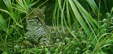 Reclining Ocelot- Signed By The Artist								 – Paper Lithograph
								 – Limited Edition
								 – 950 S/N
								 – 
								15 x 26