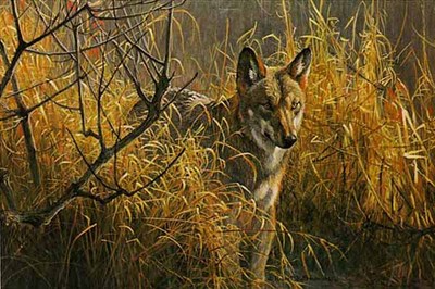 Red Wolf- Signed By The Artist								 – Paper Lithograph
								 – Limited Edition
								 – 950 S/N
								 – 
								10 1/4 x 16