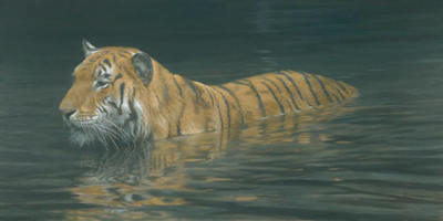 River Ford – Tiger- Signed By The Artist								 – Canvas Giclee
								 – Limited Edition
								 – A/P
								 – 
								24 x 48								
								 –