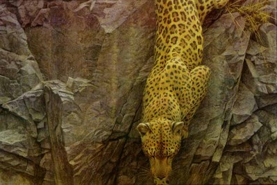 Rockface Descent- Signed By The Artist								 – Paper Lithograph
								 – Limited Edition
								 – 450 S/N
								 – 
								20 x 30