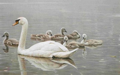 Royal Family – Mute Swans- Signed By The Artist								 – Paper Lithograph
								 – Limited Edition
								 – 950 S/N
								 – 
								20 x 32 3/4