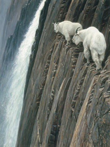Sheer Drop – Mountain Goats- Signed By The Artist								 – Canvas Giclee
								 – Limited Edition
								 – A/P
								 – 
								48 x 36