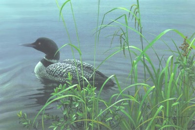 Shoreline – Common Loon- Signed By The Artist								 – Paper Lithograph
								 – Limited Edition
								 – 76 A/P
								 – 
								12 x 18								
								 –