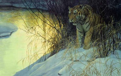 Siberian Tiger- Signed By The Artist								 – Paper Lithograph
								 – Limited Edition
								 – 4500 S/N
								 – 
								21 5/8 x 32 1/2